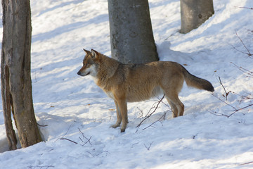 Fototapeta na wymiar Eurasian wolf, Canis lupus lupus
