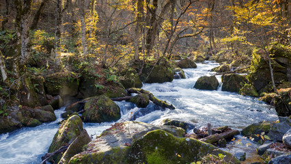 Mysterious Oirase Stream flowing through the autumn forest in To