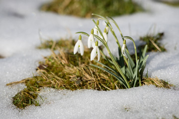 snowdrop with snow