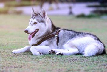 Siberian Husky, Cute dog sleeping on grass in park.