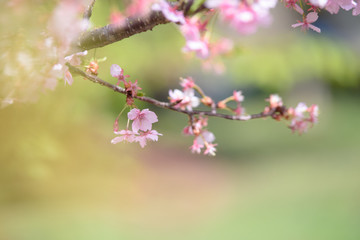 淀水路　河津桜