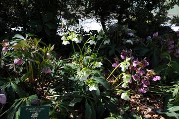 Christmas rose in woodland in early spring