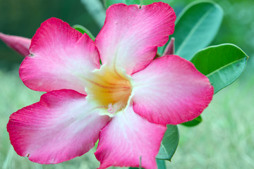 Fototapeta na wymiar Hibiscus flower