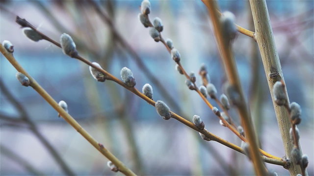 Spring willow on the background of an abandoned factory building HD