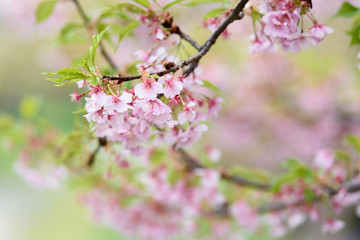 淀水路　河津桜