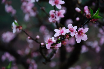 The beautiful blooming peach flowers in spring season