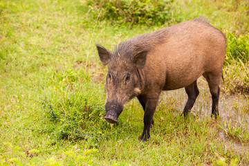 Wild boar