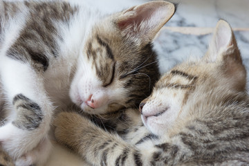 Fototapeta na wymiar Cuccioli di gatto che dormono