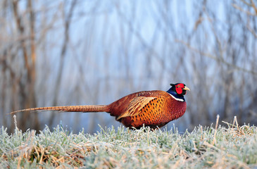 Wild pheasant standing in a frost covered field