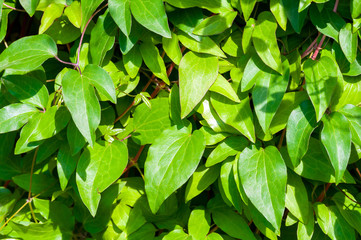 Fototapeta na wymiar background from green leaves