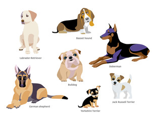 Obraz na płótnie Canvas Vector illustration of dogs breed isolated on white Background