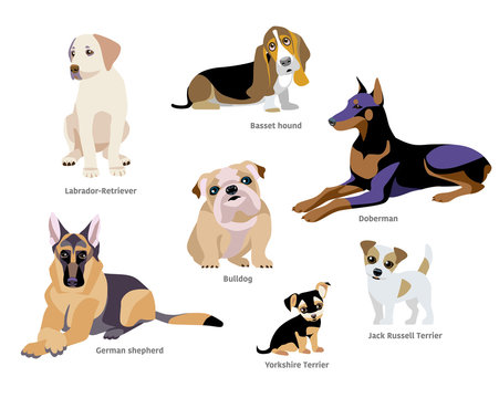 Vector illustration of dogs breed isolated on white Background