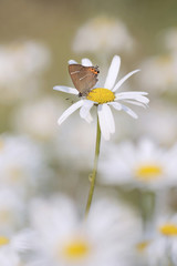 many yellow and white Ox-eye-Daisy flowers in full bloom 