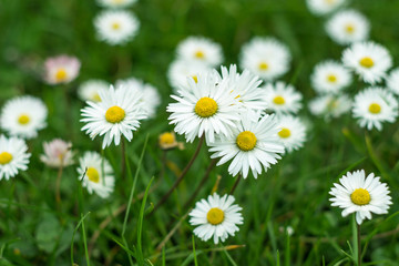 Carpet of daisies