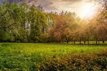 Naklejka premium lawn in garden with fruit trees at sunset