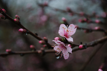 The beautiful blooming peach flowers in spring season

