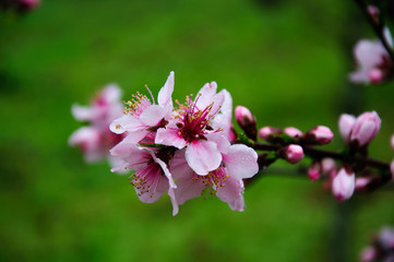 The beautiful blooming peach flowers in spring season
