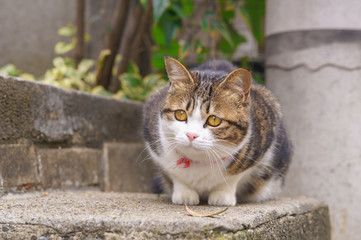 Obraz premium 猫