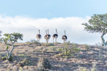 Flock of ostriches at sunset