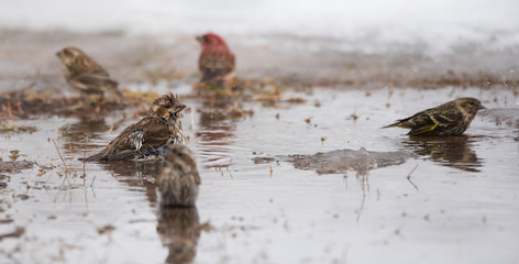 Purple (Haemorhous purpureus) & Pine Siskin (Carduelis pinus) finches & sparrow s bathe in a newly...
