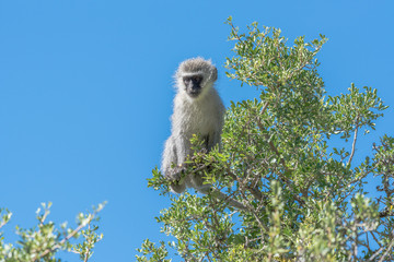 Vervet monkey in a tree