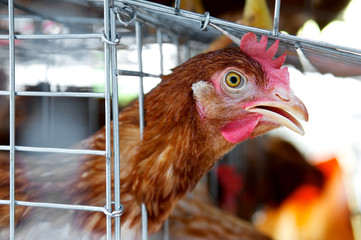 Angry chicken or hen in the cages for sell in the market. Torture animals. Domestic animal businesses for food. Close up..