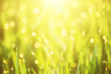Obraz premium Natural abstract soft green eco sunny background with grass and light spots