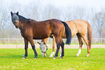 pair of horses hooded cover eyes and ears