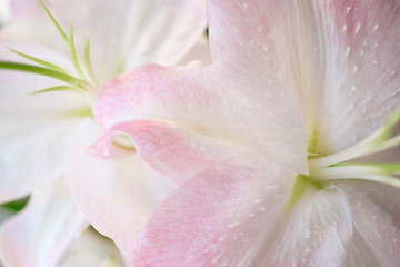 Pink lilies on abstract background. 