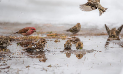 Purple (Haemorhous purpureus) & Pine Siskin (Carduelis pinus) finches & sparrow s bathe in a newly thawed snow puddle of cold water.  Feathers ruffled & splashing about in a Northern Ontario woods.
