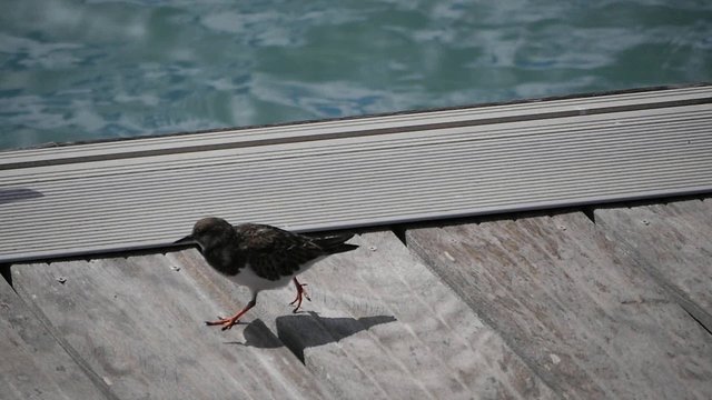 gravelot courant sur le ponton