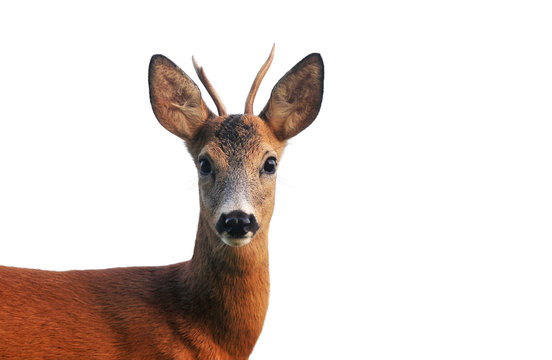 Close up of roe deer, isolated on white