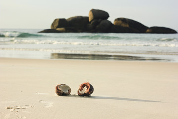 Fototapeta na wymiar open coconut on white sand in beach