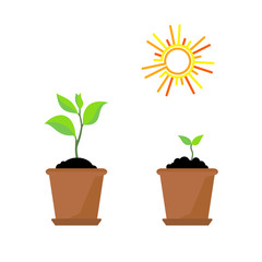 Timeline infographic of planting tree process