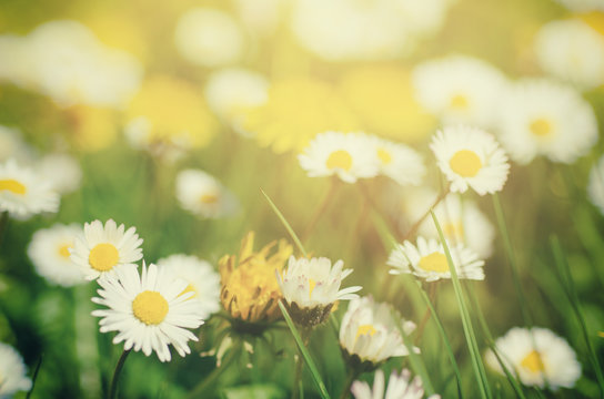 Wild camomile daisy flowers growing on green meadow, macro image with sunlight and copy space, holiday easter background