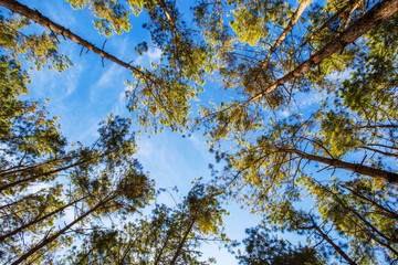 pine tree and forest and natural background.