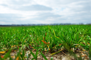 Young sprouts of wheat at a farmers field