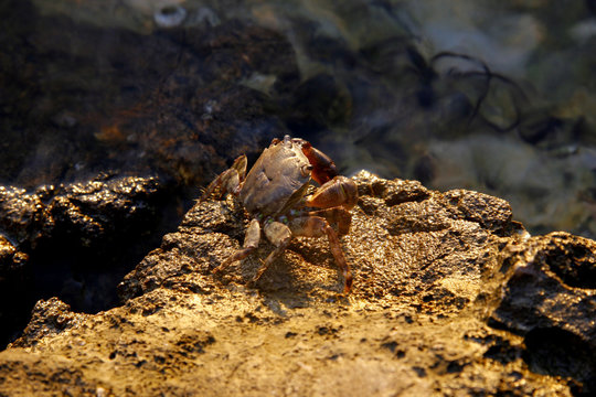 Pachygrapsus marmoratus or marbled rock crab