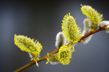Frühling