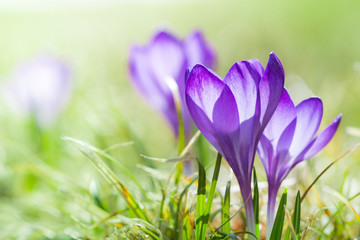 magenta crocus flower blossoms at spring with green grass