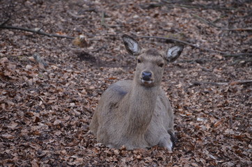 Hirsche und Rehe