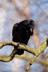 Carrion Crow