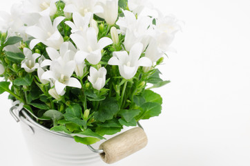 weisser Frühlingsgruß