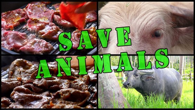 Vegetarian Concept Montage with Save Animals Slogan. UHD.
