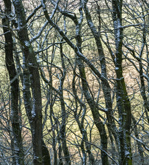 pattern of trees with snow and colorful meadows in background