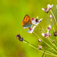 Butterfly collects nectar