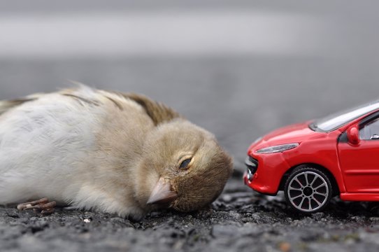 Fauvette tu&eacute;e dans une collision, l'accident est reconstitu&eacute;