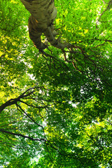 Fototapeta premium The trees