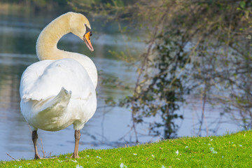 Cigno Bianco di Profilo Sulle sponde del lago