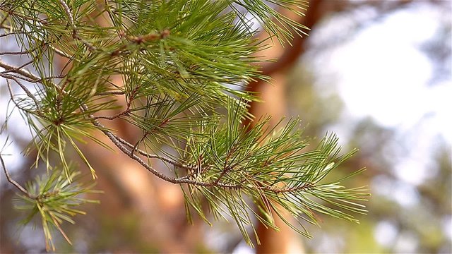 A branch of green pine needles in the forest swaying in the wind on bokeh background